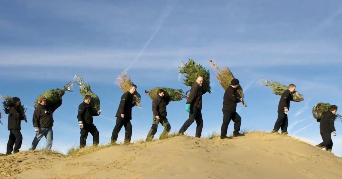 How to recycle your Christmas tree