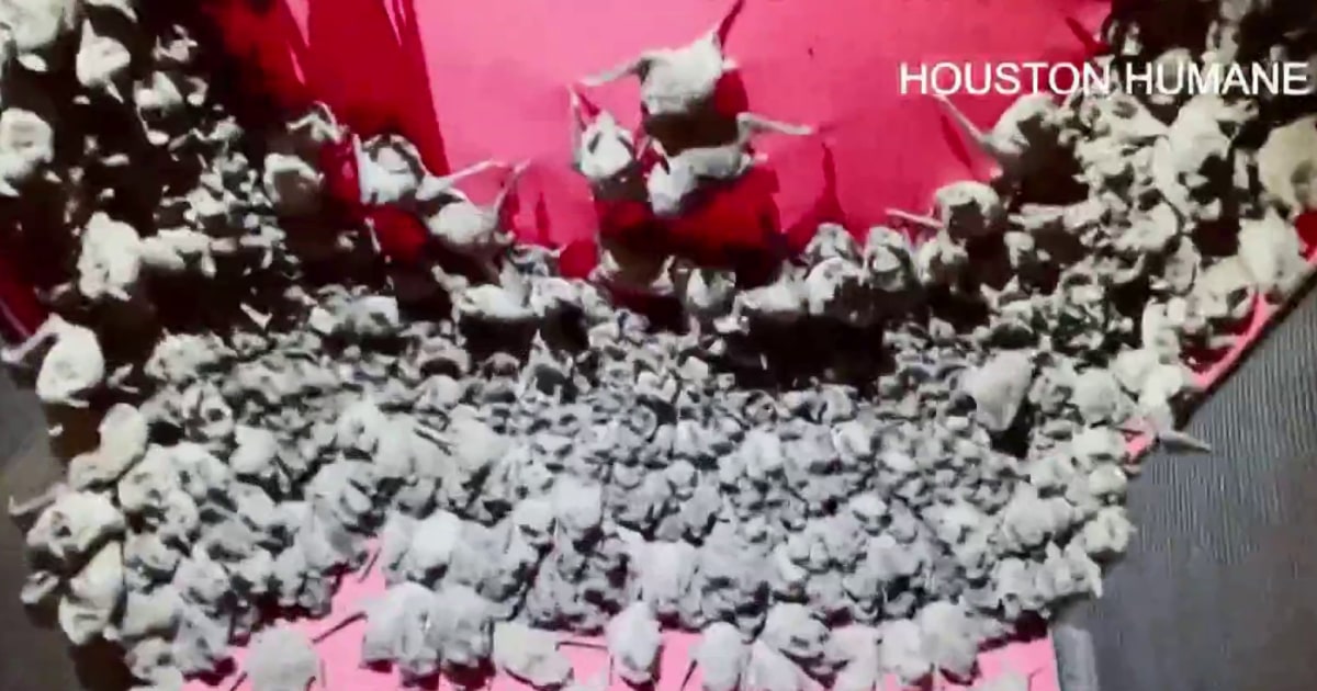 1,600 bats saved during winter storm by Houston animal shelter