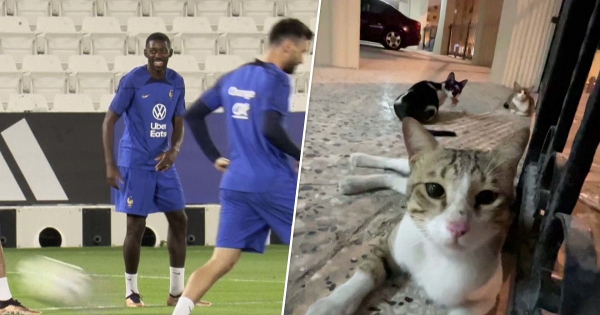 France's Ousmane Dembele 'Scared' Of Stray Cats At The World Cup In Qatar 