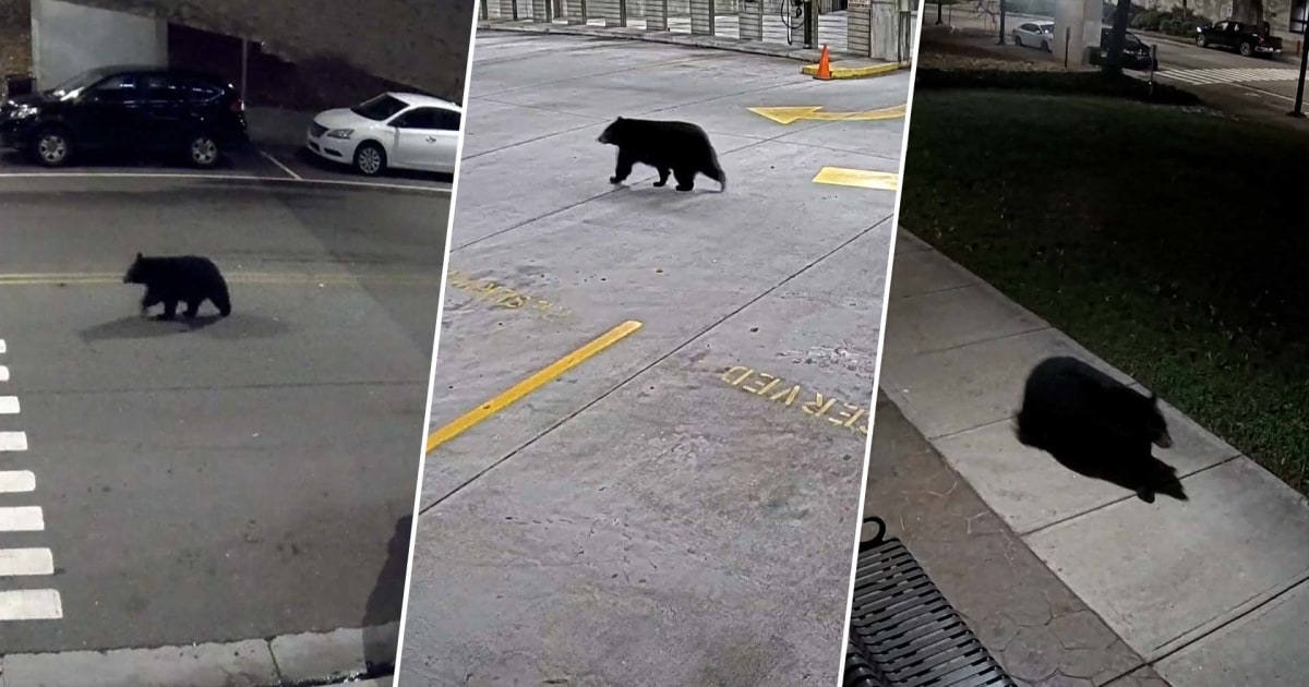 Watch: Video shows black bear roam Tennessee city