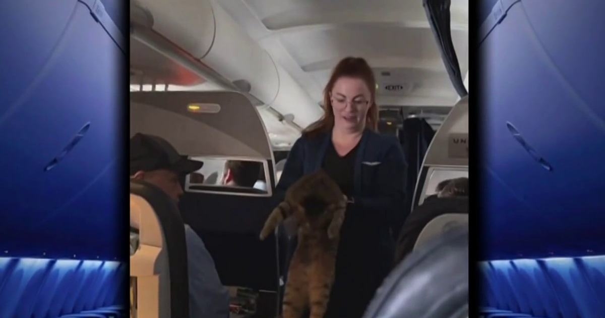 Flight attendant helps cat find owner midflight
