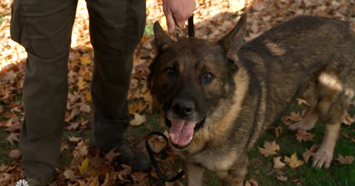 Meet Rocky, a K9 from Connecticut