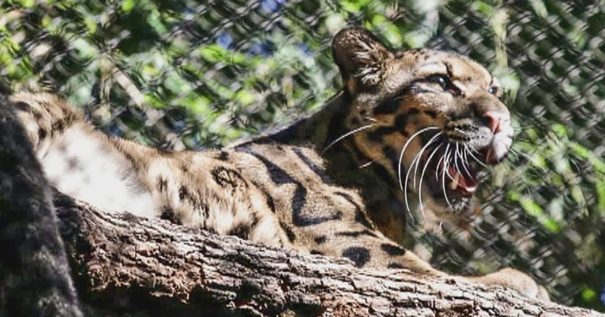 Clouded leopard escapes enclosure at Dallas Zoo