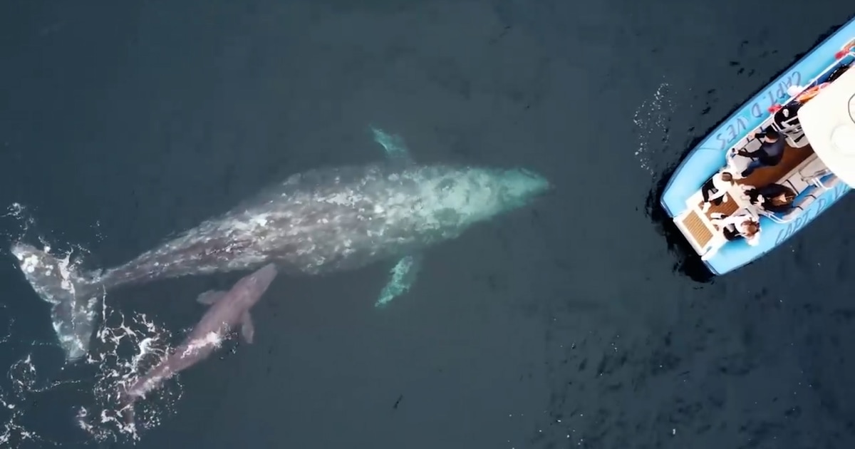 Whale shows off calf to whale-watching boat off California coast