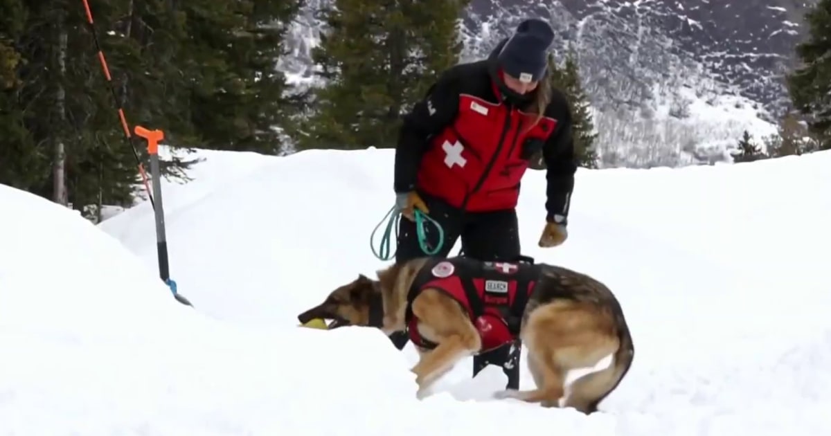How avalanche rescue dogs train to save lives Flipboard
