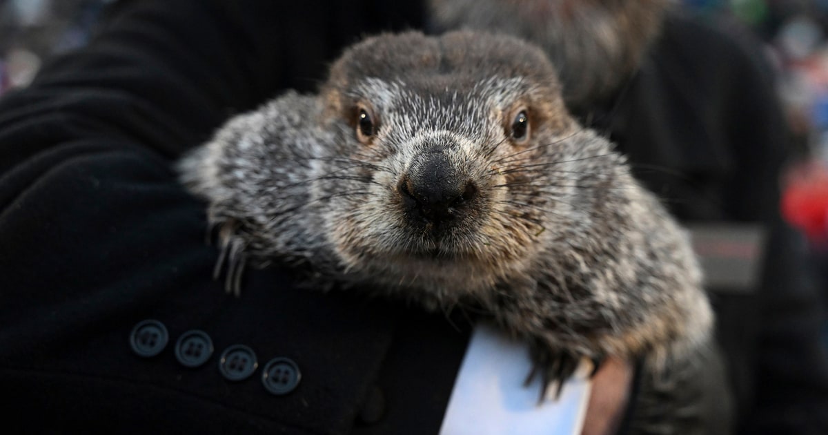 Punxsutawney Phil predicts six more weeks of winter for 2023