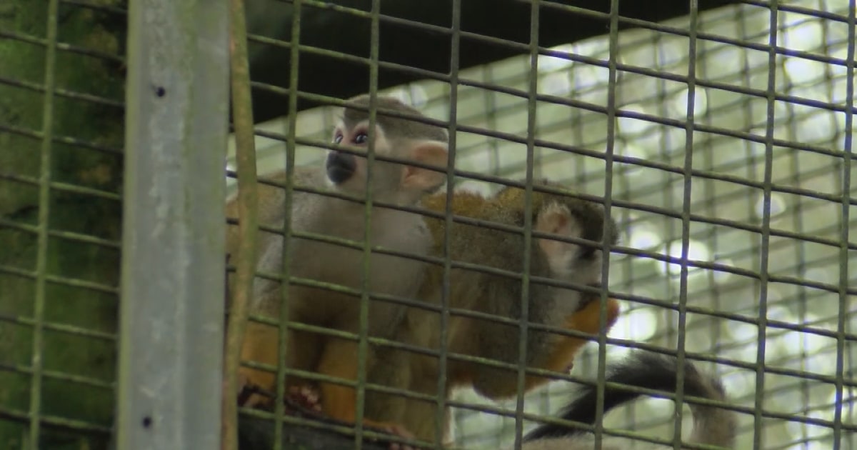 Squirrel monkeys stolen from Louisiana's 'Zoosiana'
