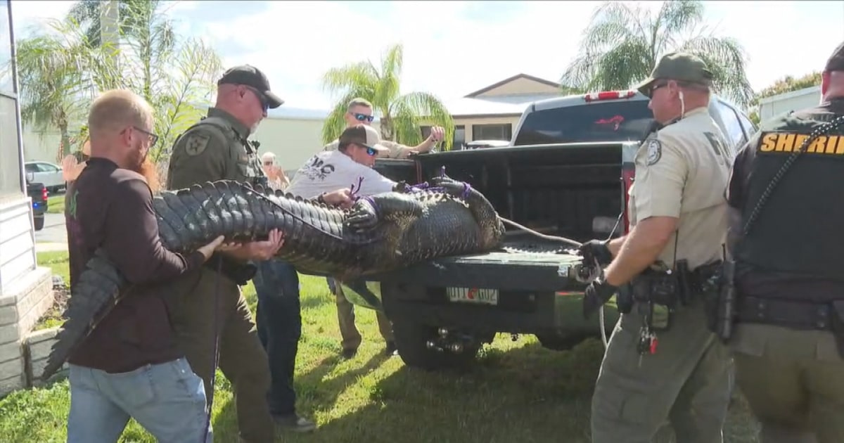 Elderly Florida woman killed in alligator attack