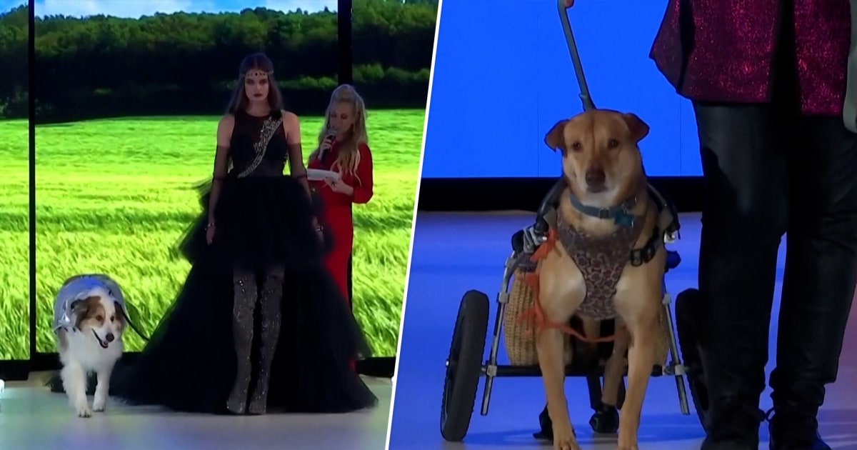 Dogs hit the runway at New York Fashion Week Flipboard