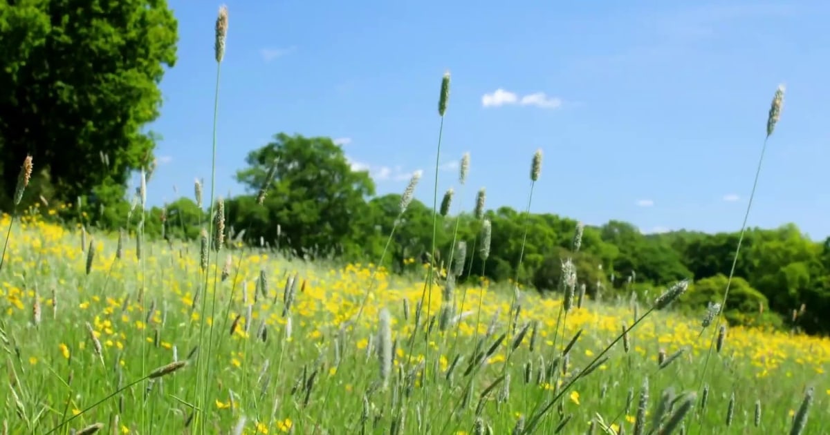 Allergy season longer and stronger due to climate change