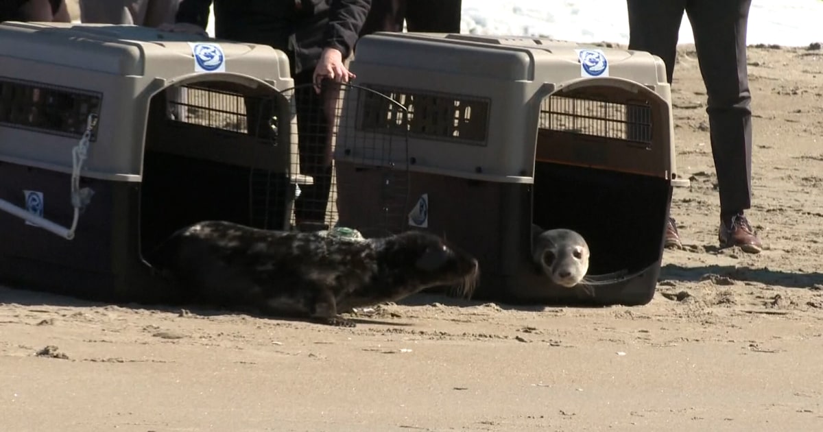 Maine seals returned to wild after months of rehabilitation