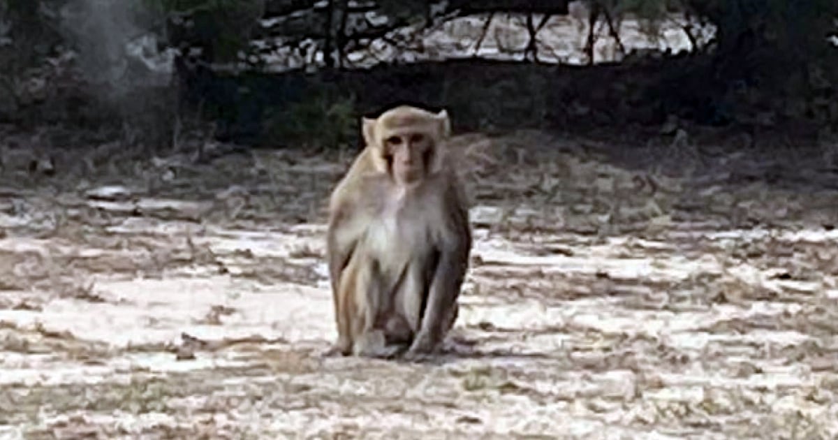 Oklahoma woman survives monkey attack