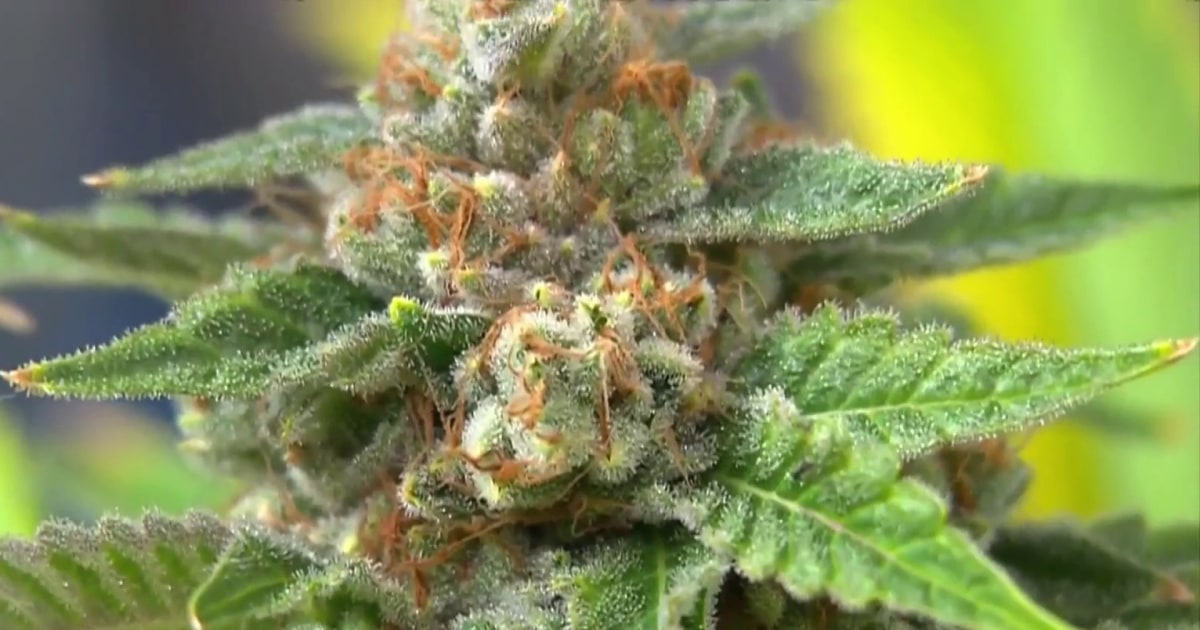 Los legisladores abordarán la reforma del cannabis el 4/20