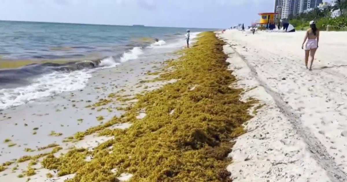 Masses of seaweed multiplying at recordbreaking levels and heading for