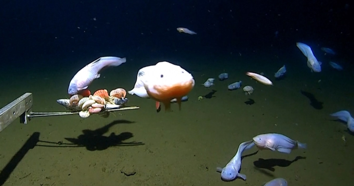 New records set for deepest fish ever caught and caught on camera