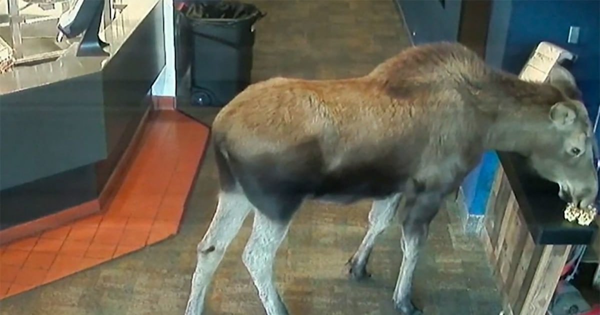 Video shows moose with munchies grabbing popcorn snack at Alaska theater