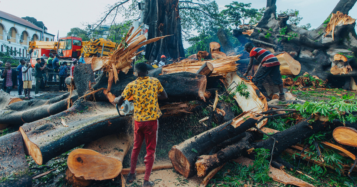 Un «arbre à coton» historique symbolisant la liberté de la Sierra Leone tombe pendant une tempête de pluie