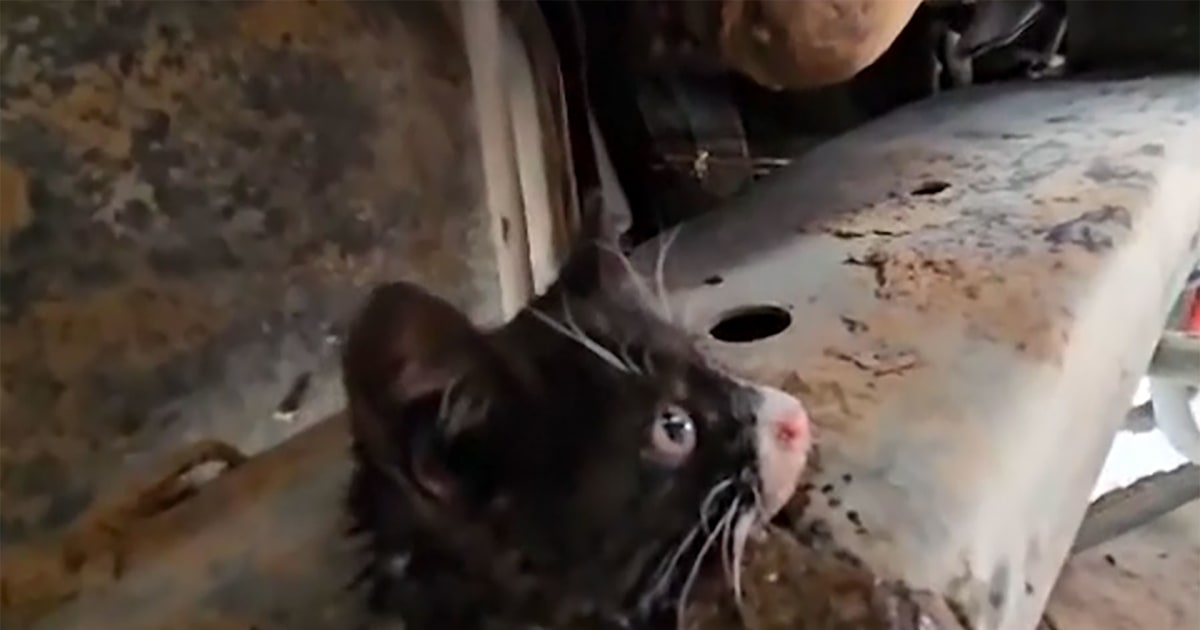 8-week-old kitten rescued after getting caught in truck frame