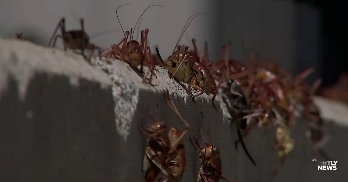 Massive cricket invasion takes over Nevada town ReportWire