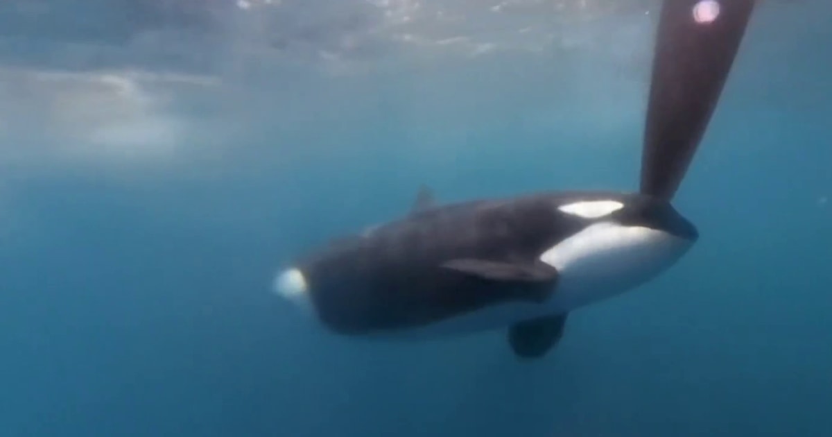 Orcas disrupt boat race near Spain in latest scare at sea