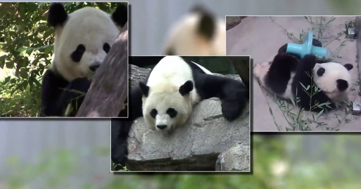 Pandas set to leave national zoo and return to china after more than