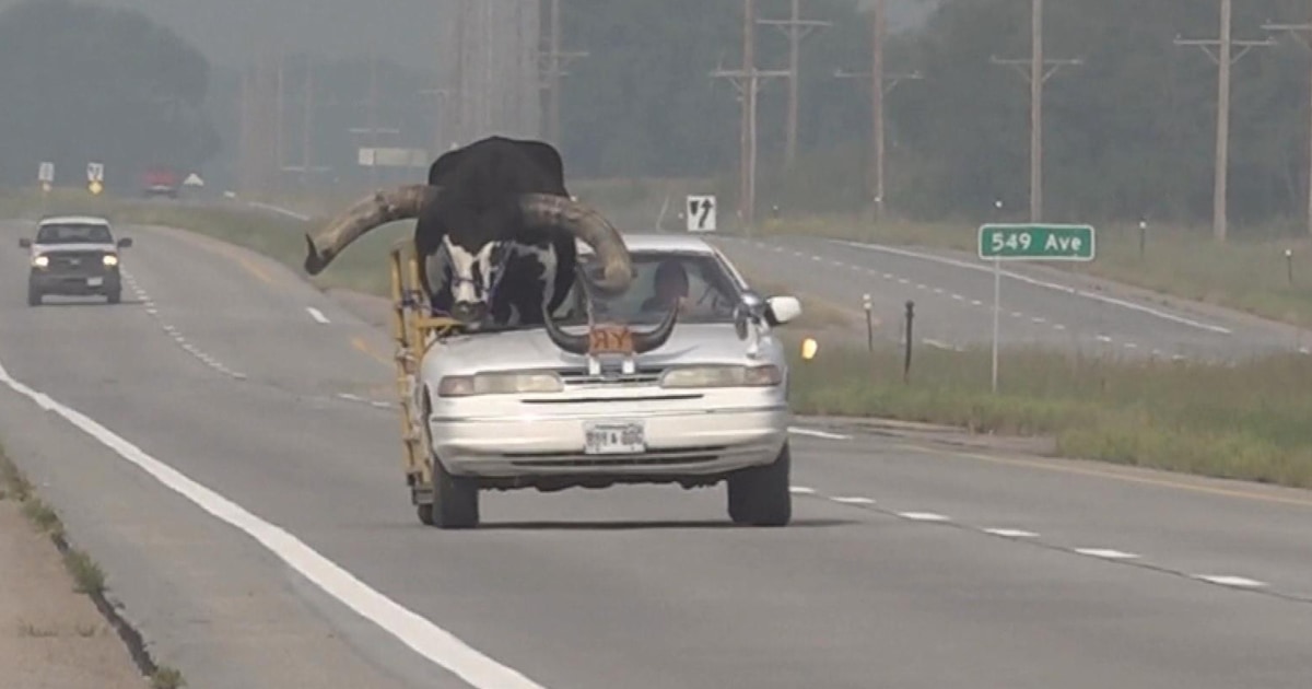 Car with giant bull as passenger pulled over by Nebraska police