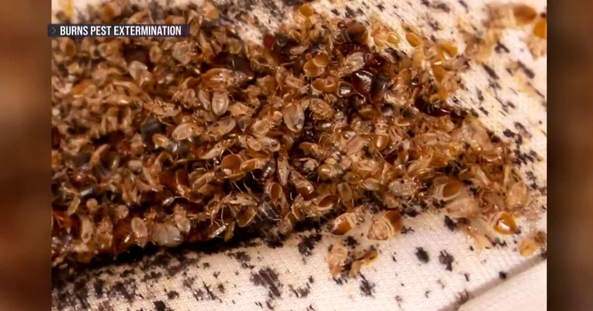 Bed bug infestation sweeps Paris with concerns the pests will spread beyond France