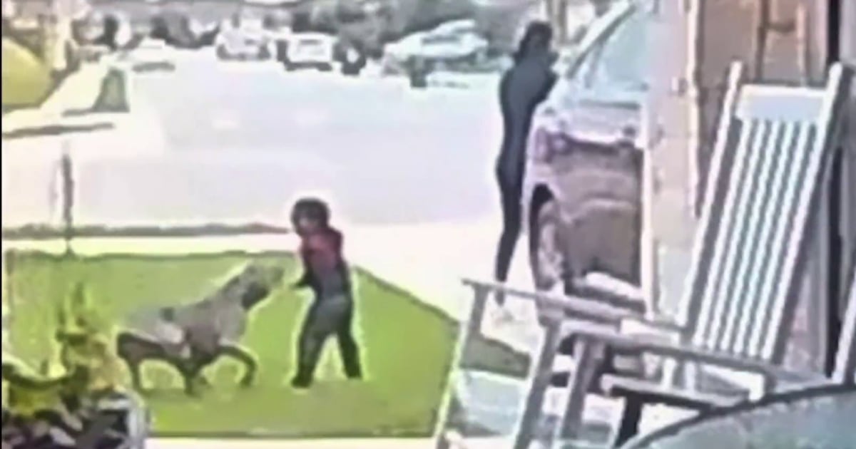 Stray dog attacks toddler caught on camera in Texas