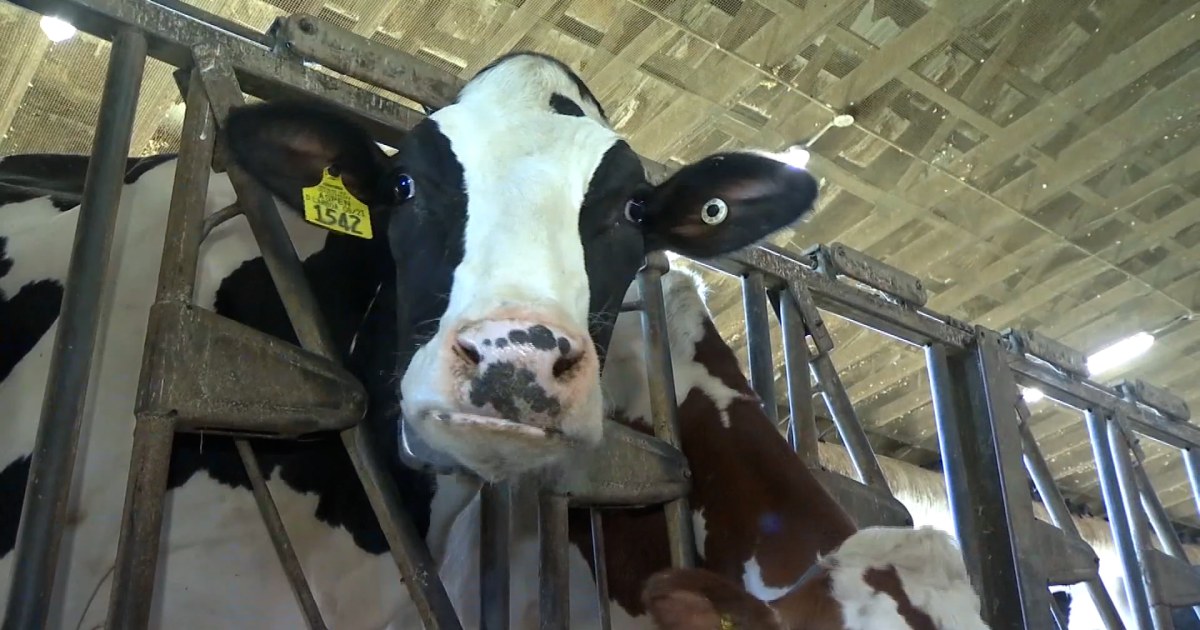 Researchers look to improve dairy production as climate change affects cows