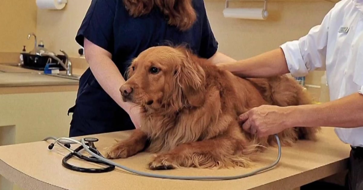 Veterinarians exploring treatments to help dogs suffering from growing