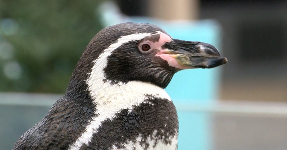 Penguins predict an early spring in Milwaukee