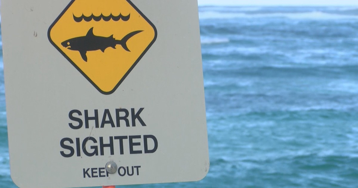 Apparent shark attack injures 11-year-old girl off Hawaii shore