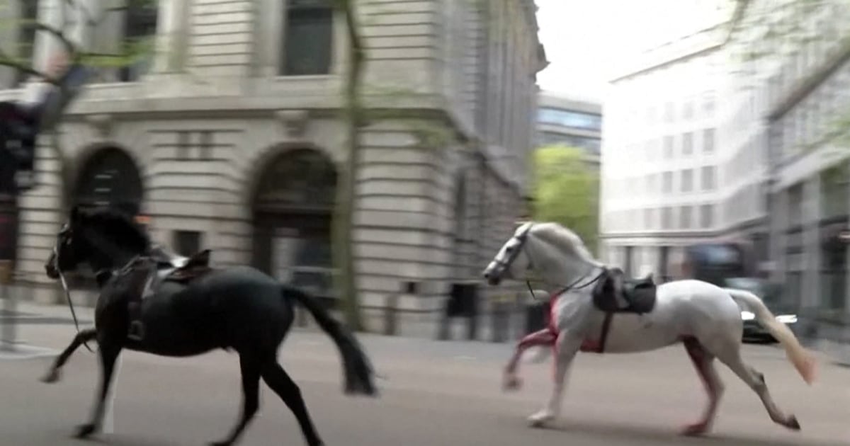 Watch: Two riderless horses gallop through central London
