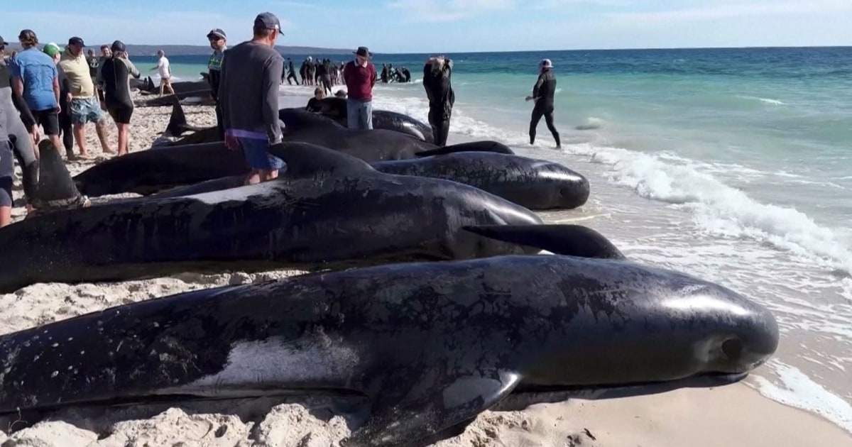 More than 100 pilot whales become stranded off Western Australia