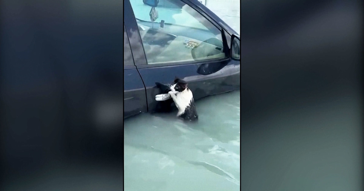 WATCH: Cat clings to car door to escape Dubai flooding