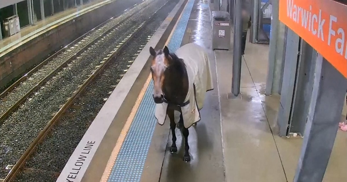 Racehorse finds itself on the wrong kind of track in Sydney