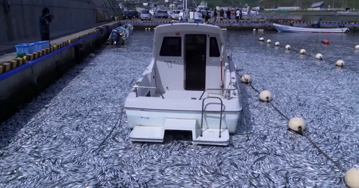 shows harbor in Japan full of sardines