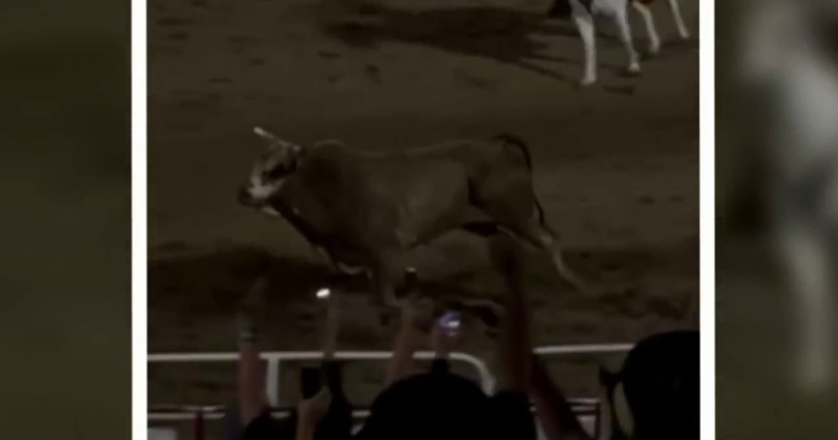 shows rodeo bull hopping arena fence into crowd seats in Oregon