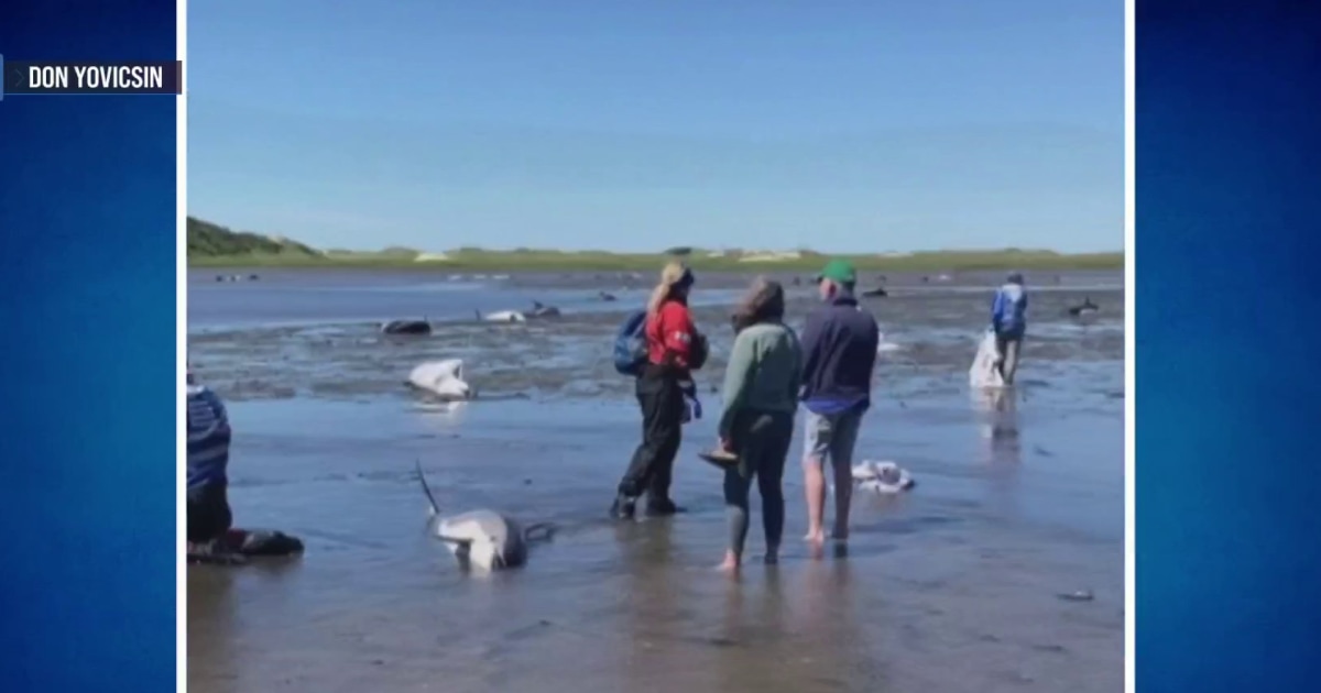 Over 100 dolphins saved after shallow tide left them stranded off Cape Cod