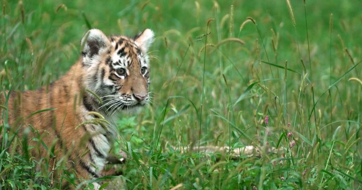 Pair of rare Amur tiger cubs debut at Minnesota Zoo