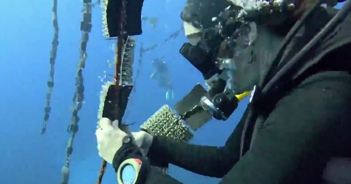 How researchers in Puerto Rico are working to save coral reefs