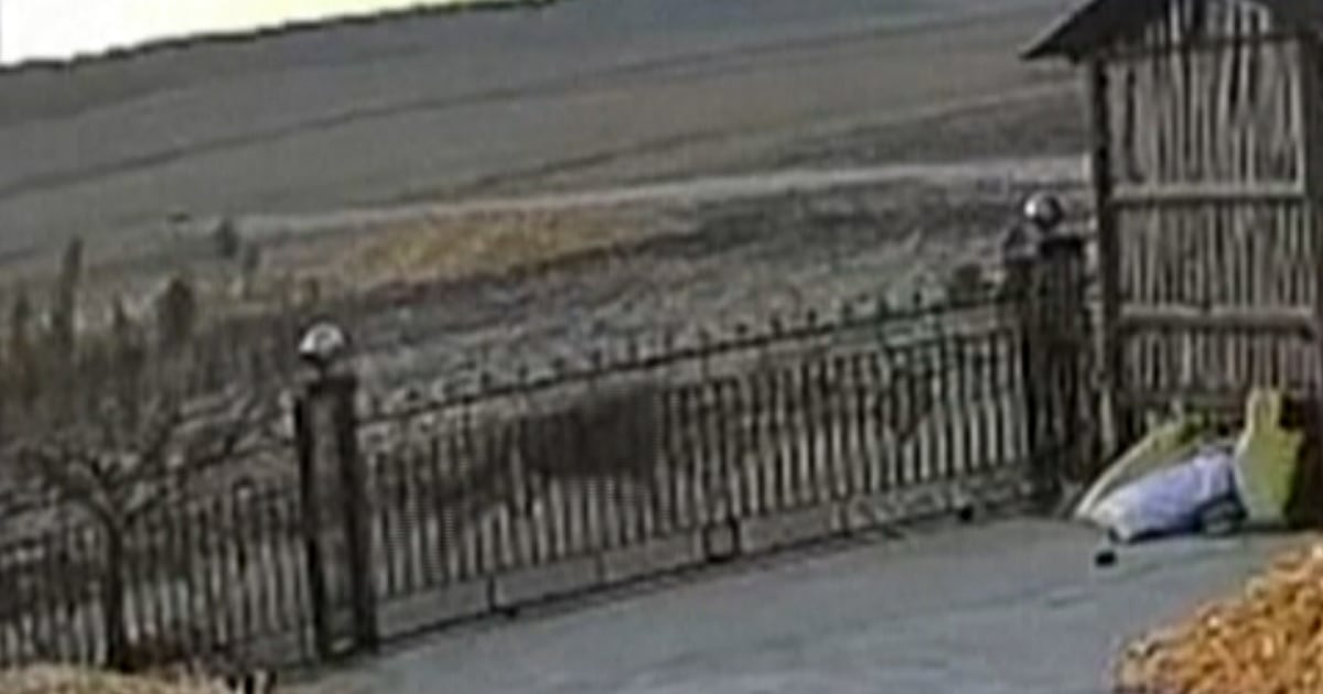 Wild Siberian Tiger Scares Farmer in China: Shocking Footage - News Directory 3