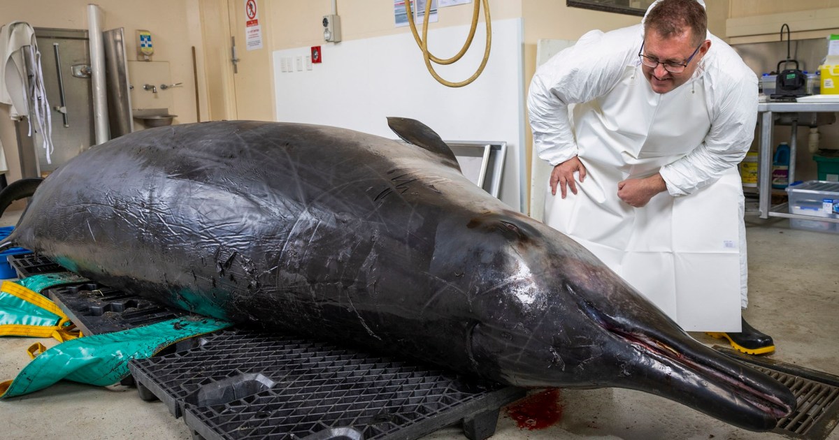 World’s rarest whale examined by scientists in New Zealand