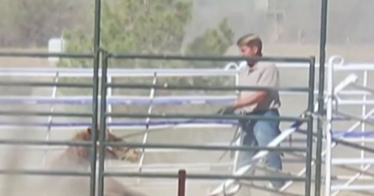 The Video of Vet Kicking Horse: What Really Happened and Why It Sparked a Welfare Revolution