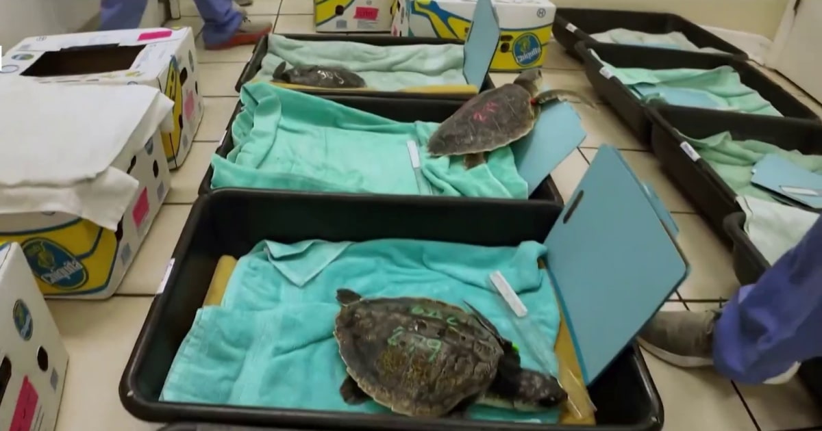 Hospital gives sea turtles second chance at life