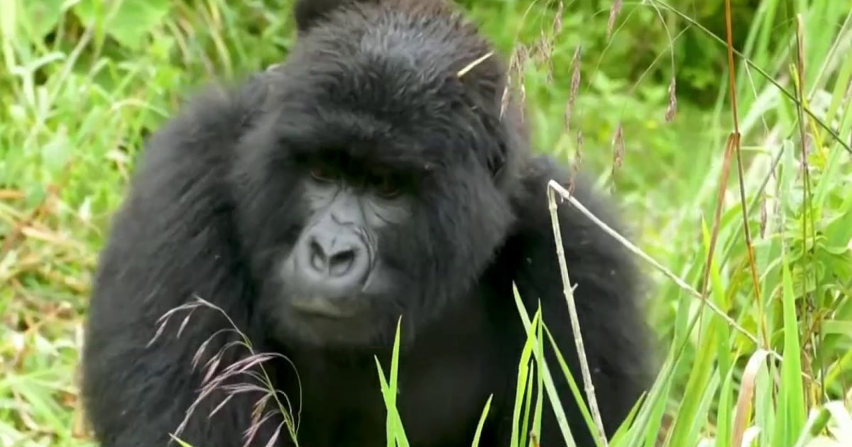 Scientist settles the viral '100 men vs gorilla' debate