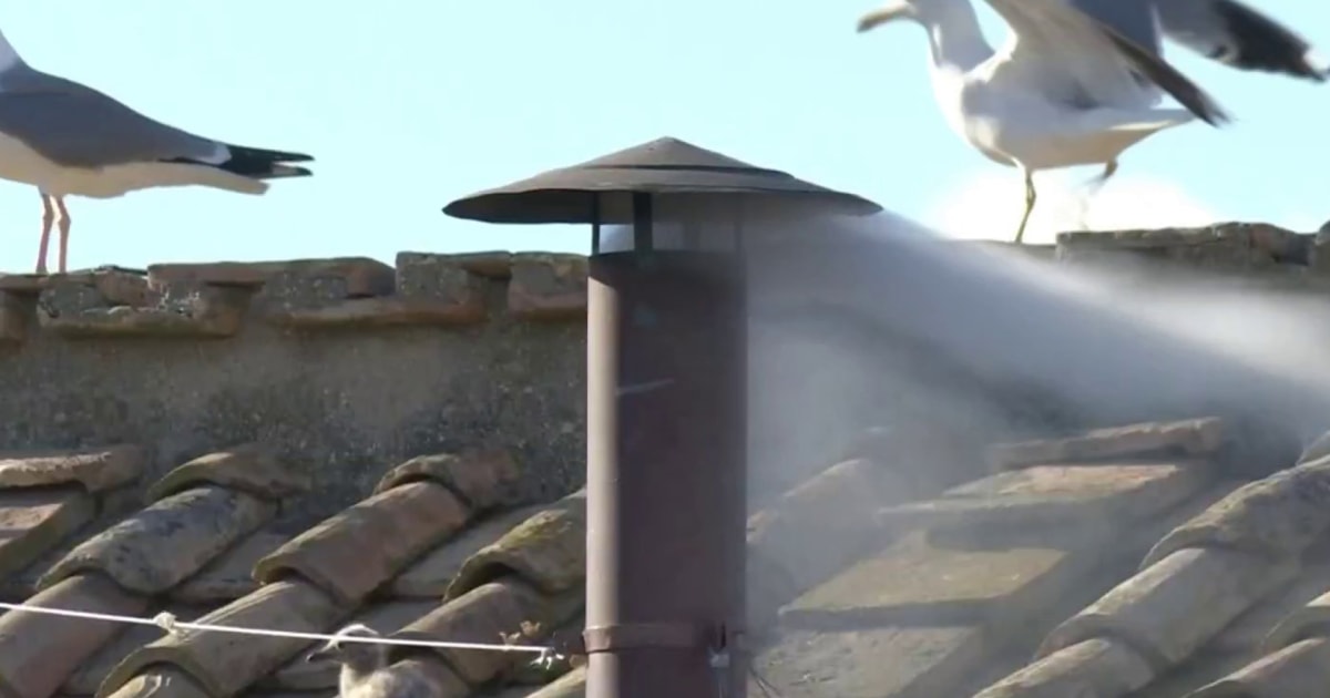 The story of the seagulls by the Vatican chimney when white smoke was seen