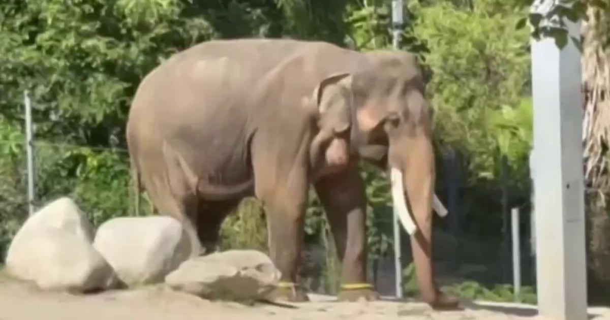 Outrage after Los Angeles quietly moves its two aging elephants to Tulsa Zoo