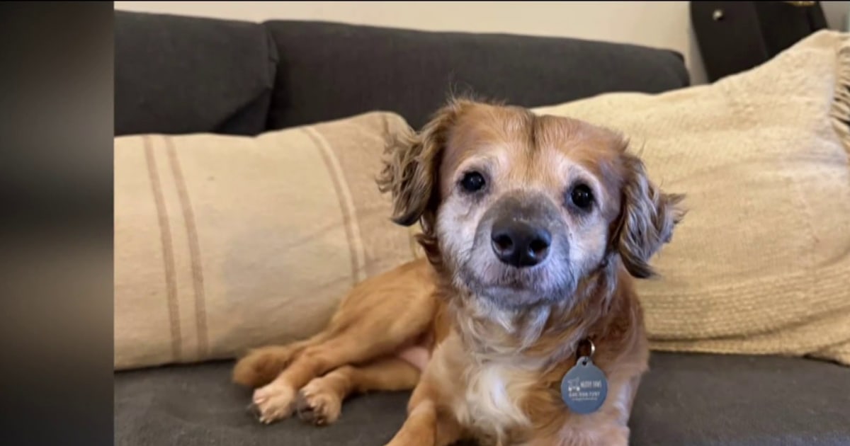 Rescue pup named Tiki captures hearts of millions online