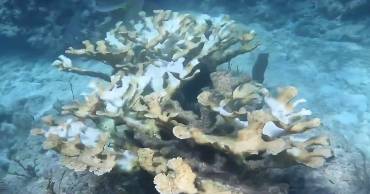 New partnership seeks to regenerate coral reefs around the world